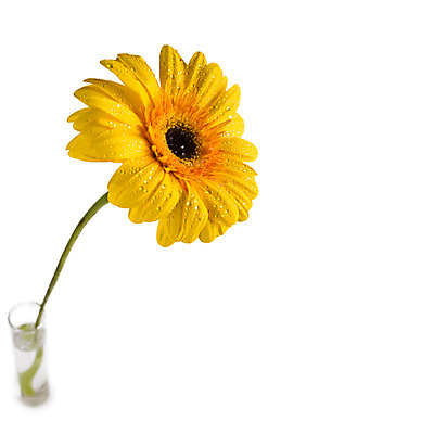 포토 JPG 해외이미지 식물 디자인 계절 여자 기념일 꽃잎 꽃 줄기 결혼 백그라운드 꽃무늬 데이트 자연 유리 발렌타인데이 선물 사람없음 초록색 물 여름 컬러풀 노란색 자료 봄 성장 벚꽃 축하 신선 신용카드 생일 개화 메시지 떨어짐 기회 데이지 거베라 S 고립 해외202004 해외포토 자연요소 알파벳 컬러 컨셉 무늬 데이이벤트 재질 사람 이벤트 금융 생태계 파일형식 이미지허브