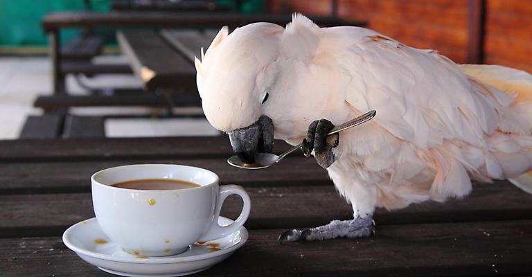 포토 JPG 해외이미지 커피 야생동물 자연 조류 사람없음 숟가락 마시기 깃털 부리 앵무새 지능 해외202004 해외포토 동물 음료 모션 수저 생태계 파일형식 이미지허브