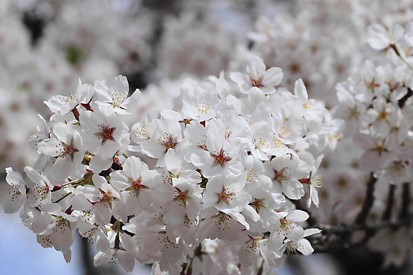 포토 JPG 해외이미지 나무 계절 꽃 아시아 분홍색 과학 잎 꽃무늬 자연 사람없음 야외 일본 맑음 봄 벚꽃 체리 유기농 내추럴 해외202004 해외포토 식물 웰빙 나라 컬러 무늬 과일 날씨 생태계 파일형식 이미지허브
