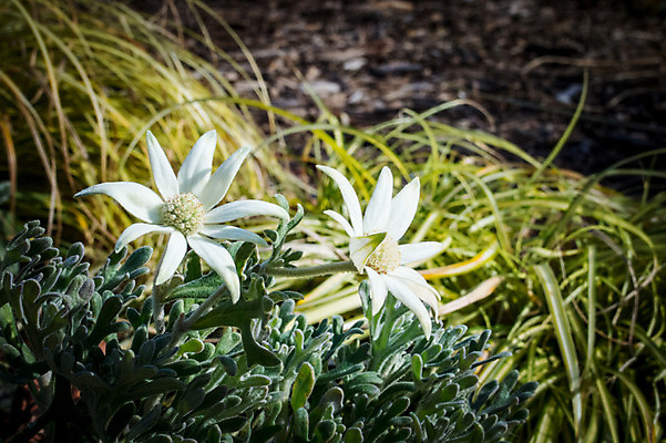 포토 JPG 주간 꽃 자연 사람없음 야외 아웃포커스 풀잎 두송이 국내포토 자연요소 식물 잎 2 촬영기법 풀_식물 생태계 파일형식