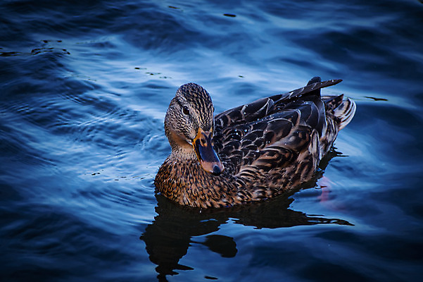 포토 JPG 주간 한마리 호수 자연 사람없음 야외 청둥오리 국내포토 자연요소 1 오리 생태계 파일형식