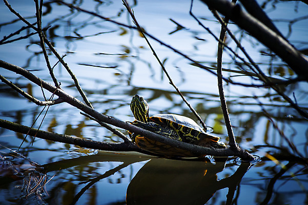 포토 JPG 주간 한마리 호수 자연 사람없음 야외 나뭇가지 거북이 국내포토 자연요소 나무 1 파충류 생태계 파일형식