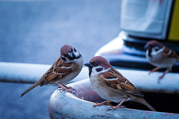 포토 JPG 주간 자연 세마리 사람없음 야외 아웃포커스 참새 국내포토 자연요소 조류 촬영기법 3 생태계 파일형식