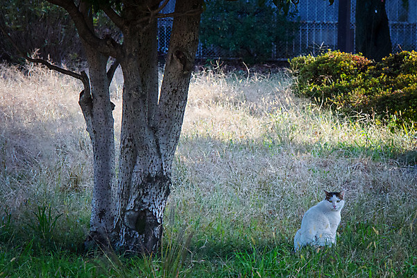 포토 JPG 주간 나무 한마리 사람없음 야외 반려동물 고양이 길고양이 동물라이프 반려 국내포토 자연요소 식물 동물 1 라이프스타일 포유류 파일형식