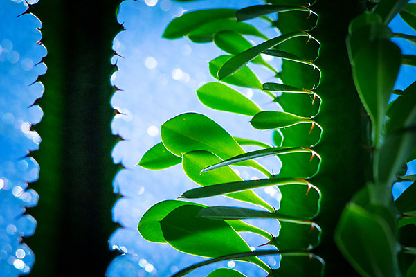 포토 JPG 식물 자연 선인장 근접촬영 사람없음 아웃포커스 국내포토 뷰포인트 촬영기법 생태계 파일형식