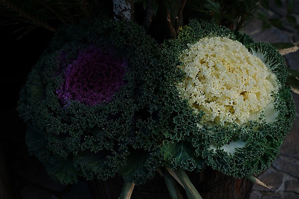 포토 JPG 주간 꽃 자연 근접촬영 사람없음 야외 국내포토 자연요소 식물 뷰포인트 생태계 파일형식