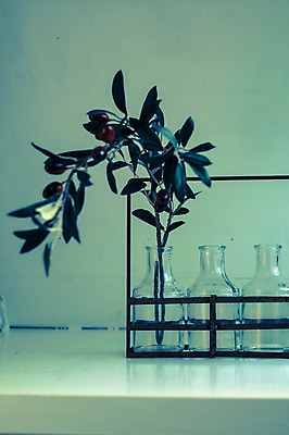 포토 JPG 열매 유리병 실내 사람없음 장식 오브젝트 국내포토 식물 병_용기 내부 파일형식