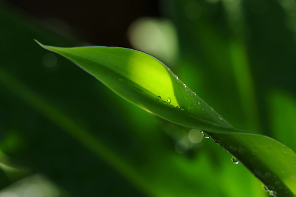 포토 JPG 주간 자연 근접촬영 사람없음 야외 아웃포커스 물방울 풀잎 국내포토 자연요소 뷰포인트 잎 촬영기법 풀_식물 생태계 파일형식