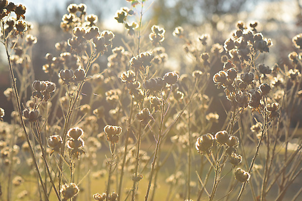포토 JPG 주간 꽃 자연 사람없음 야외 아웃포커스 국내포토 자연요소 식물 촬영기법 생태계 파일형식