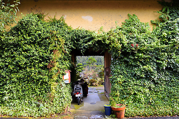 포토 JPG 주간 화분 주택 사람없음 야외 오토바이 담쟁이덩굴 대문 국내포토 자연요소 건물 문 바이크 덩굴 파일형식