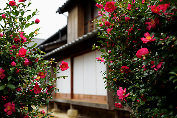 포토 JPG 주간 꽃 주택 꽃나무 사람없음 야외 아웃포커스 일본 일본건축 일본가옥 국내포토 자연요소 나무 식물 아시아 촬영기법 건물 동양건축 일본전통 파일형식