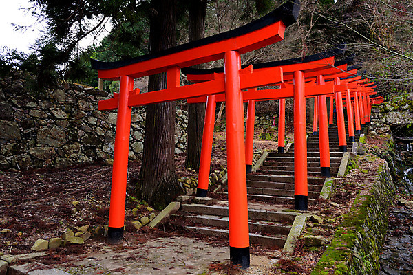 포토 JPG 주간 나무 일본문화 사람없음 야외 계단 일본 사찰 일본전통 일본건축 토리이 국내포토 자연요소 식물 동양문화 전통 아시아 외국문화 종교건축 동양건축 신사_건축물 파일형식