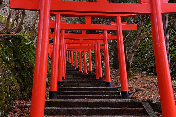 포토 JPG 주간 나무 일본문화 사람없음 야외 계단 일본 사찰 일본전통 일본건축 오르막 토리이 국내포토 자연요소 식물 동양문화 전통 아시아 외국문화 종교건축 동양건축 신사_건축물 파일형식