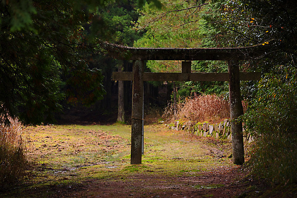 포토 JPG 주간 나무 일본문화 사람없음 야외 일본 사찰 숲 일본전통 일본건축 토리이 국내포토 자연요소 식물 동양문화 전통 아시아 외국문화 종교건축 동양건축 신사_건축물 파일형식