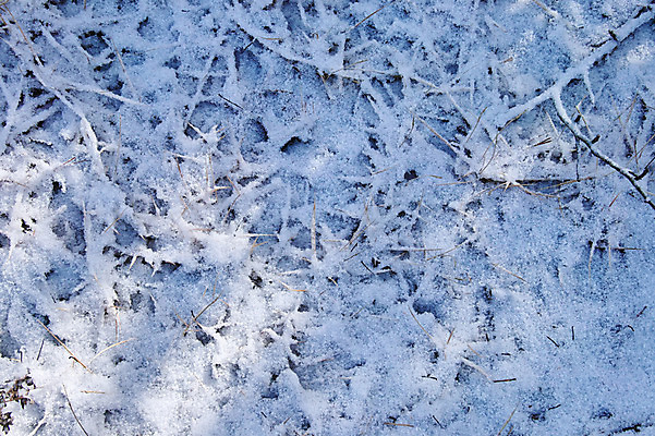 포토 JPG 주간 백그라운드 겨울 자연 사람없음 야외 나뭇가지 눈 국내포토 자연요소 나무 계절 날씨 생태계 파일형식