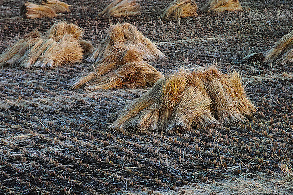 포토 JPG 주간 논 사람없음 야외 농경지 농사 수확 볏짚 국내포토 자연요소 농업 농장 짚 파일형식