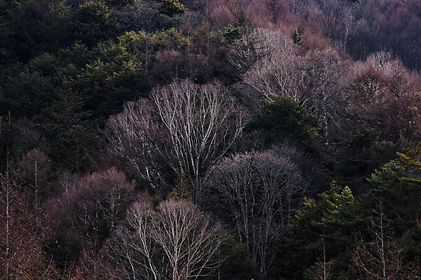 포토 JPG 주간 나무 자연 풍경 사람없음 야외 숲 국내포토 자연요소 식물 생태계 파일형식