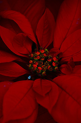 포토 JPG 꽃 자연 근접촬영 사람없음 빨간색 꽃술_꽃 국내포토 식물 뷰포인트 컬러 생태계 파일형식