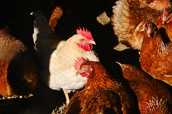 포토 JPG 주간 여러마리 사람없음 야외 가축 닭 닭장 국내포토 자연요소 동물 다수 조류 파일형식