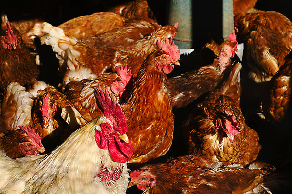 포토 JPG 주간 여러마리 사람없음 야외 가축 닭 닭장 국내포토 자연요소 동물 다수 조류 파일형식