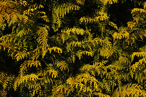 포토 JPG 주간 나무 백그라운드 자연 사람없음 야외 국내포토 자연요소 식물 생태계 파일형식