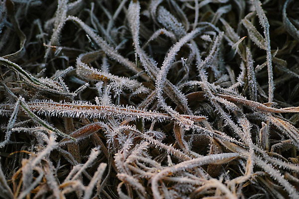 포토 JPG 주간 겨울 자연 근접촬영 사람없음 야외 얼음 풀 국내포토 자연요소 식물 계절 뷰포인트 생태계 파일형식