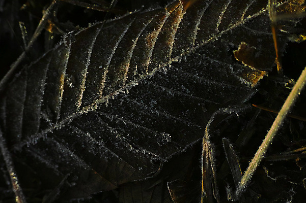 포토 JPG 주간 겨울 자연 나뭇잎 근접촬영 사람없음 야외 얼음 잎맥 국내포토 자연요소 계절 뷰포인트 잎 생태계 파일형식