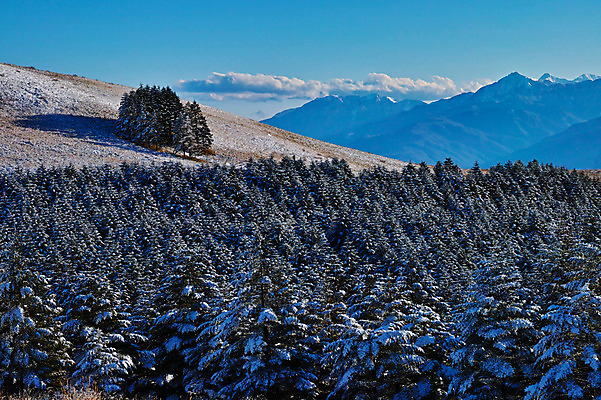 포토 JPG 주간 나무 구름 겨울 자연 하늘 산 풍경 사람없음 야외 눈 숲 겨울풍경 국내포토 자연요소 식물 계절 날씨 생태계 파일형식