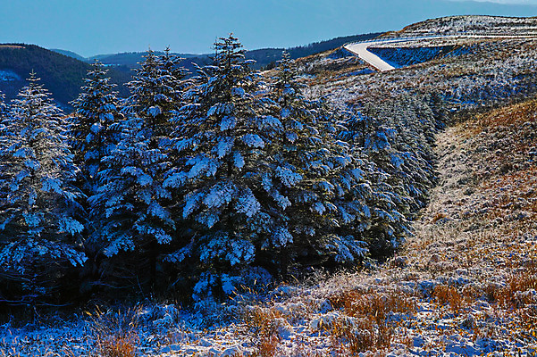 포토 JPG 주간 나무 겨울 자연 하늘 산 풍경 사람없음 야외 눈 숲 겨울풍경 국내포토 자연요소 식물 계절 날씨 생태계 파일형식