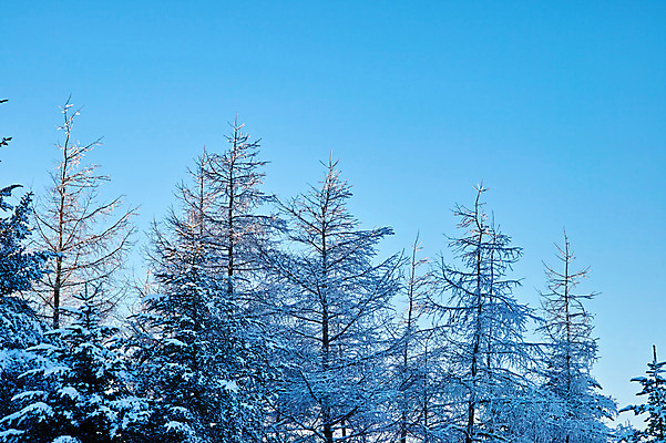 포토 JPG 주간 나무 겨울 자연 하늘 풍경 사람없음 야외 눈 숲 겨울풍경 국내포토 자연요소 식물 계절 날씨 생태계 파일형식