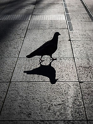 포토 JPG 주간 한마리 실루엣 바닥 그림자 사람없음 야외 비둘기 국내포토 자연요소 1 조류 촬영기법 파일형식