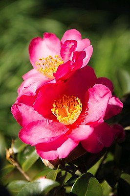 포토 JPG 주간 잎 자연 근접촬영 사람없음 야외 아웃포커스 꽃술_꽃 동백 국내포토 자연요소 식물 꽃 뷰포인트 촬영기법 생태계 파일형식