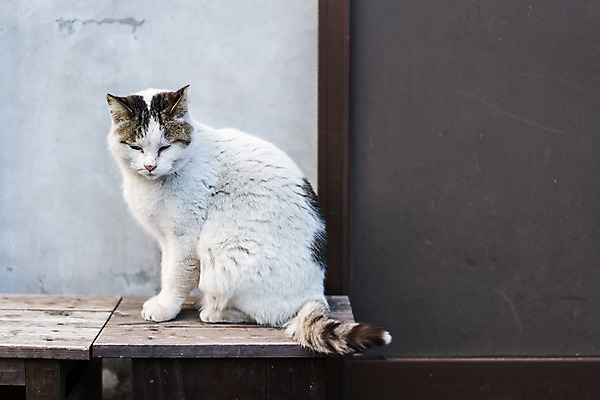 포토 JPG 주간 한마리 사람없음 야외 반려동물 고양이 길고양이 동물라이프 반려 국내포토 자연요소 동물 1 라이프스타일 포유류 파일형식