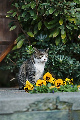 포토 JPG 주간 한마리 꽃 사람없음 야외 아웃포커스 반려동물 고양이 길고양이 동물라이프 반려 국내포토 자연요소 식물 동물 1 라이프스타일 포유류 촬영기법 파일형식