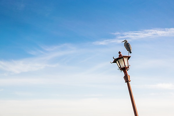포토 JPG 주간 구름 가로등 조류 하늘 풍경 사람없음 야외 국내포토 자연요소 동물 공공시설 파일형식