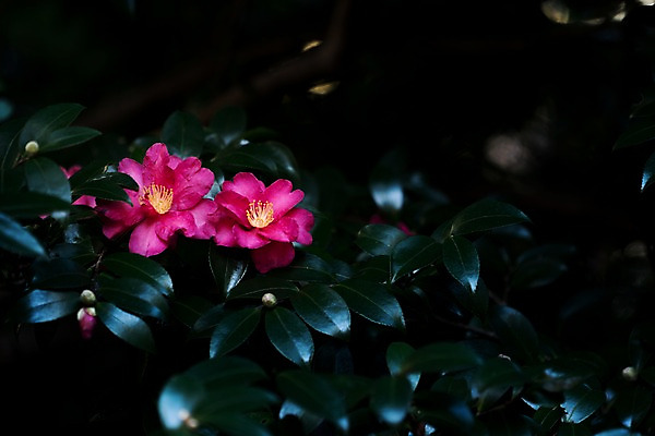 포토 JPG 주간 꽃 잎 자연 사람없음 야외 국내포토 자연요소 식물 생태계 파일형식