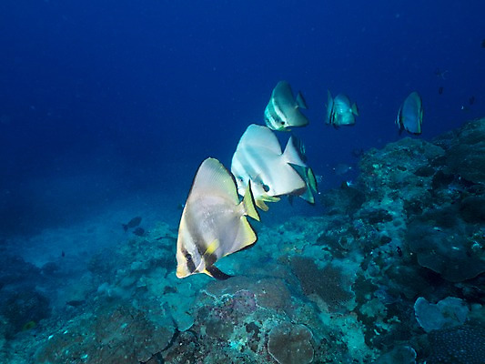 포토 JPG 바다 여러마리 자연 어류 사람없음 바닷속 열대어 국내포토 다수 수중 수중동물 생태계 파일형식