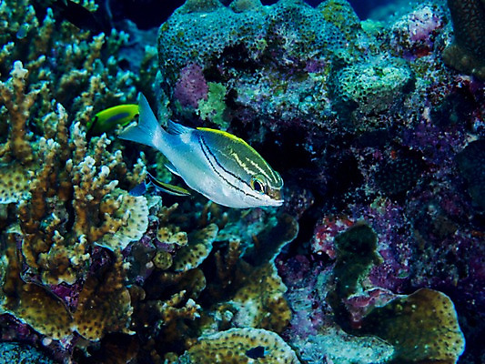 포토 JPG 바다 자연 어류 사람없음 바닷속 산호 열대어 국내포토 수중 수중동물 자포동물 생태계 파일형식