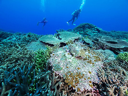 포토 JPG 바다 자연 두명 바닷속 산호 잠수부 스쿠버다이빙 국내포토 사람 수중 수상스포츠 자포동물 전문직 생태계 파일형식
