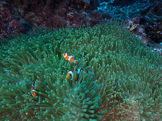 포토 JPG 바다 자연 세마리 어류 사람없음 바닷속 산호 열대어 국내포토 3 수중 수중동물 자포동물 생태계 파일형식