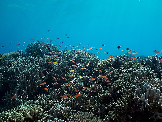 포토 JPG 바다 자연 어류 사람없음 바닷속 산호 국내포토 수중 수중동물 자포동물 생태계 파일형식