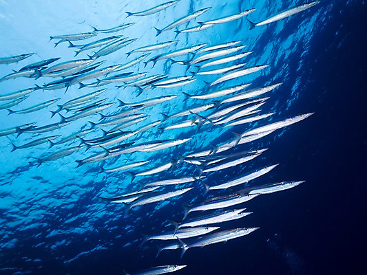 포토 JPG 바다 여러마리 자연 어류 사람없음 바닷속 국내포토 다수 수중 수중동물 생태계 파일형식