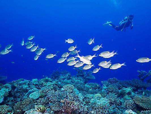 포토 JPG 바다 여러마리 자연 어류 한명 바닷속 산호 잠수부 스쿠버다이빙 국내포토 1 다수 사람 수중 수중동물 수상스포츠 자포동물 전문직 생태계 파일형식