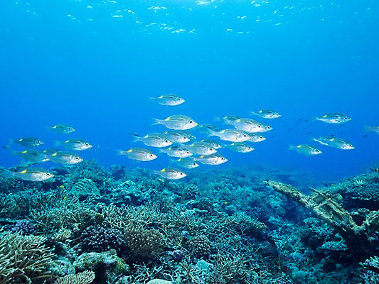 포토 JPG 바다 여러마리 자연 어류 사람없음 바닷속 산호 국내포토 다수 수중 수중동물 자포동물 생태계 파일형식