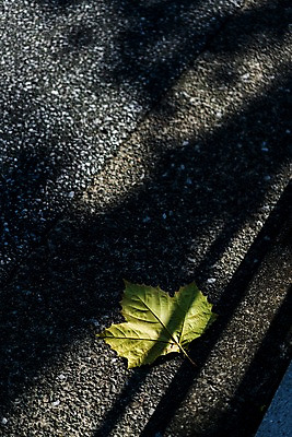 포토 JPG 주간 나뭇잎 바닥 그림자 사람없음 야외 국내포토 자연요소 잎 파일형식