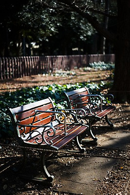 포토 JPG 주간 나무 공원 벤치 사람없음 야외 아웃포커스 국내포토 자연요소 식물 공공시설 의자 촬영기법 파일형식