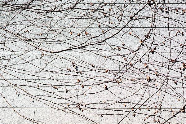 포토 JPG 주간 벽 백그라운드 사람없음 야외 담쟁이덩굴 국내포토 자연요소 덩굴 파일형식