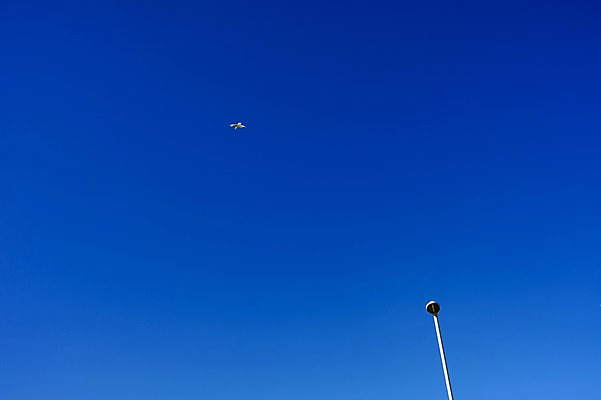 포토 JPG 주간 가로등 조류 하늘 풍경 사람없음 야외 도시 도쿄 국내포토 자연요소 동물 공공시설 일본 파일형식