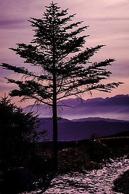 포토 JPG 주간 나무 구름 실루엣 자연 하늘 산 풍경 사람없음 야외 일몰 국내포토 자연요소 식물 촬영기법 노을 생태계 파일형식