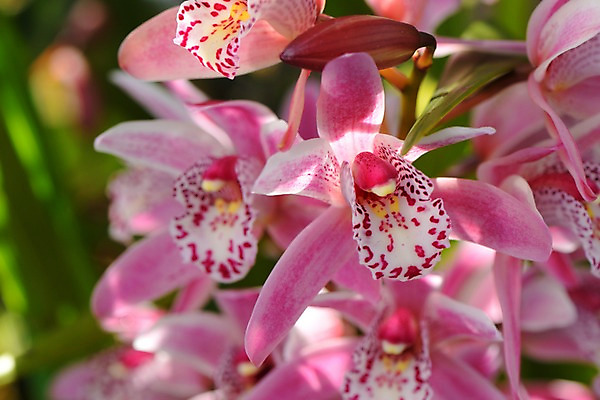 포토 JPG 주간 꽃 분홍색 여러송이 자연 근접촬영 사람없음 야외 아웃포커스 난초꽃 국내포토 자연요소 식물 뷰포인트 컬러 다수 촬영기법 난초 생태계 파일형식